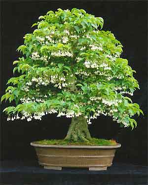 Japanese Snowbell Tree Styrax Japonica